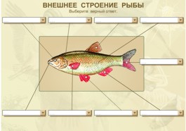 Строение рыбы жаберные крышки. Лабораторная работа внутреннее строение рыб строение рыб. Наружное строение речного окуня. Внешнее строение речного окуня. Внешнее строение рыбы биология.